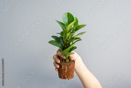 Hand holding  a plant  in front of a great wall. Gardening. Horizontal