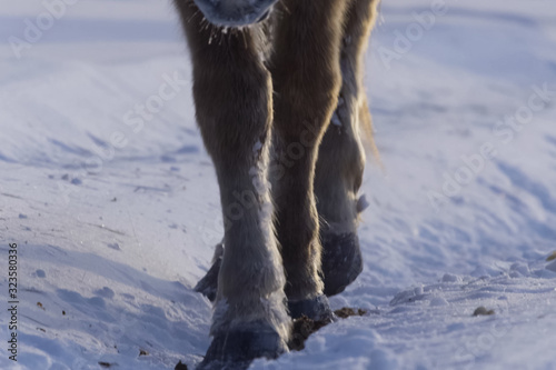 Yakut horses in the winter in the snow. The breed of Yakut horse © hlxandr