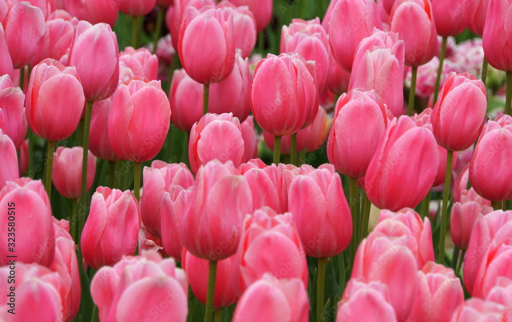 Beautiful pink tulip flowers at full bloom