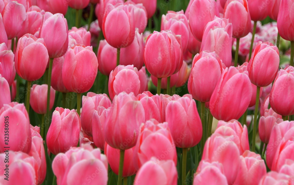 Fototapeta premium Beautiful pink tulip flowers at full bloom