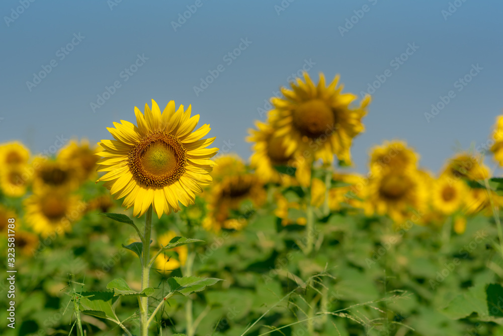 Close-up of sun flower against a blue sky., Sunflower natural background. Sunflower blooming. Photo with selective focus and blurring.