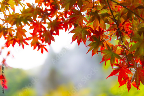 Red maple leaves in autumn season with blue sky blurred background., Concept for autumn and foliage background. Photo with selective focus and blurring.