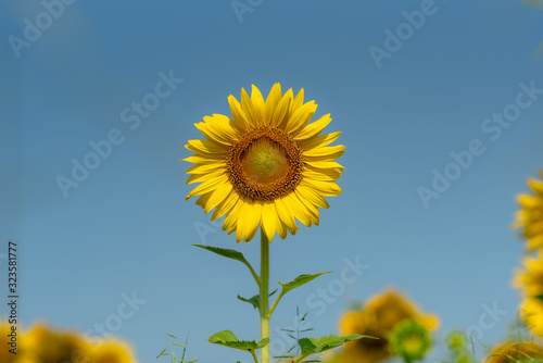 Close-up of sun flower against a blue sky.  Sunflower natural background. Sunflower blooming. Photo with selective focus and blurring.