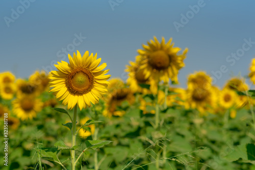 Close-up of sun flower against a blue sky.  Sunflower natural background. Sunflower blooming. Photo with selective focus and blurring.