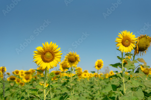 Close-up of sun flower against a blue sky.  Sunflower natural background. Sunflower blooming. Photo with selective focus and blurring.