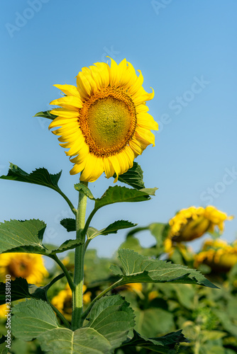 Close-up of sun flower against a blue sky.  Sunflower natural background. Sunflower blooming. Photo with selective focus and blurring.