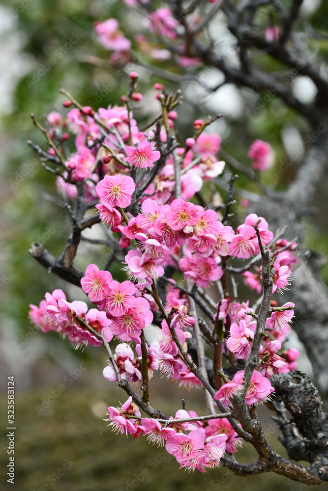 Fototapeta premium 紅梅