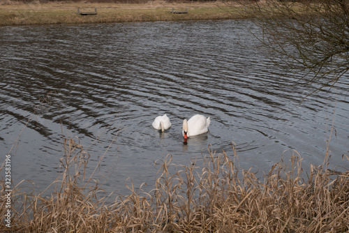 Two swans swimming in the lake