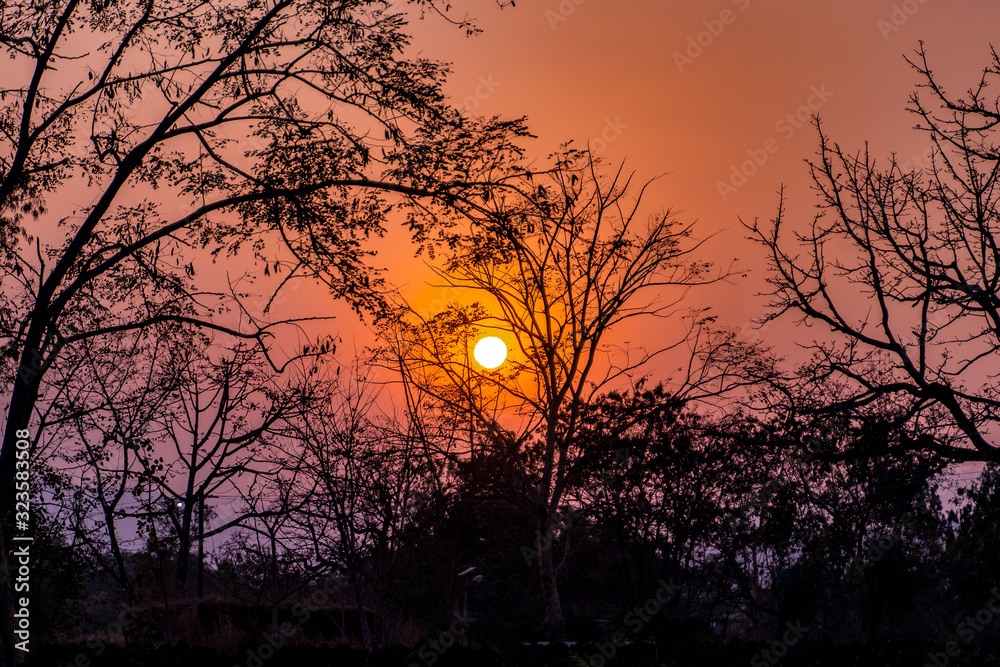 Orange Burst Orange Burst