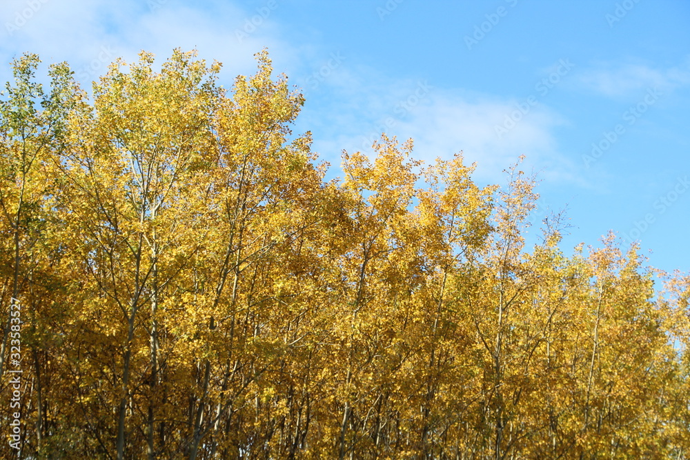 Trees In Autumn Colours, Elk Island National Park, Alberta