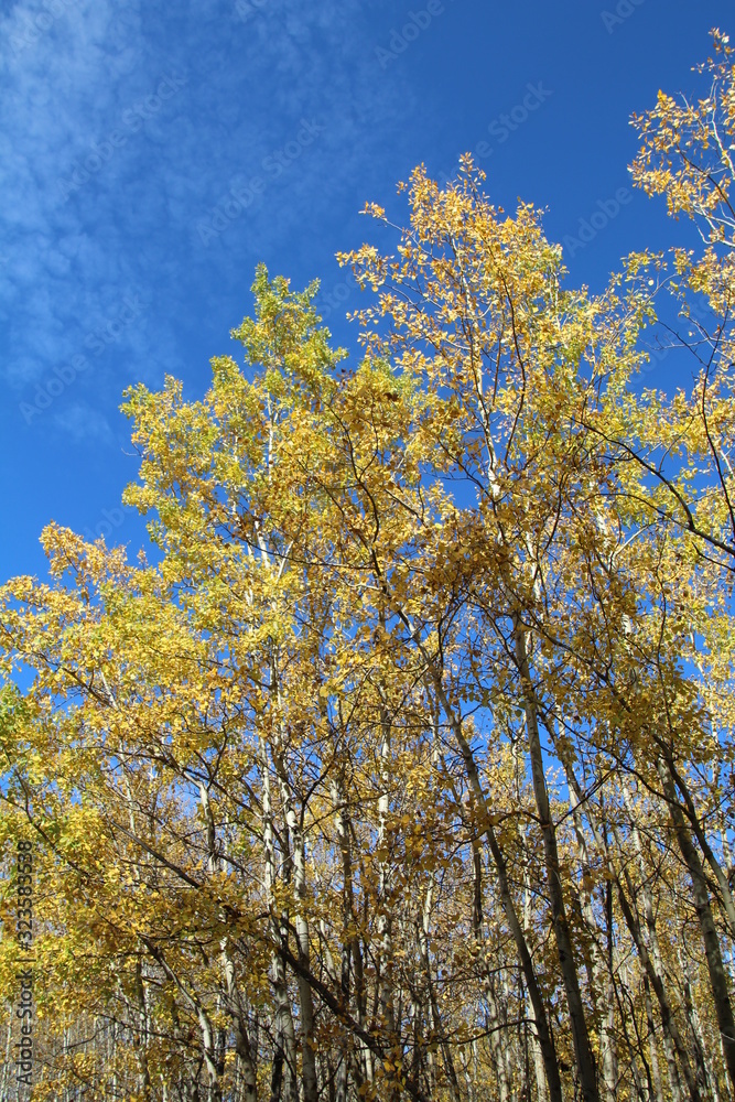 Autumn Above Us, Elk Island National Park, Alberta Autumn Above Us, Elk Island National Park, Alberta
