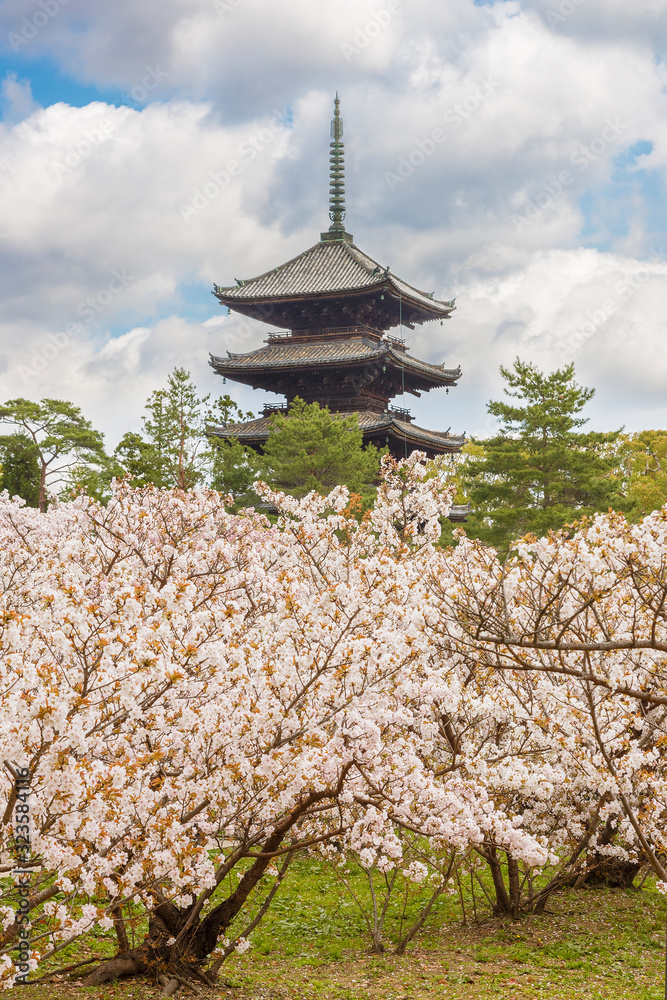 beautiful sakura flower blossom at Ninna-ji temple, Kyoto, Japan beautiful sakura flower blossom at Ninna-ji temple, Kyoto, Japan