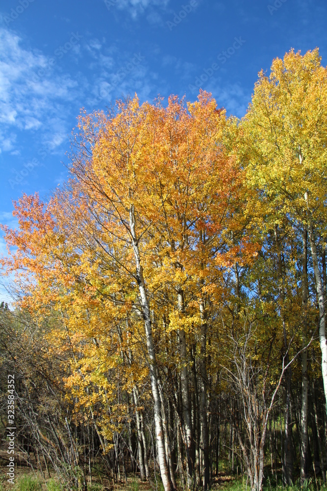 Beauty Of The Autumn, Elk Island National Park, Alberta Beauty Of The Autumn, Elk Island National Park, Alberta