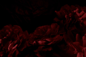 Beautiful abstract color pink and red flowers graphic on black background and light red flower frame and brown leaves texture, dark background, red banner happy valentine