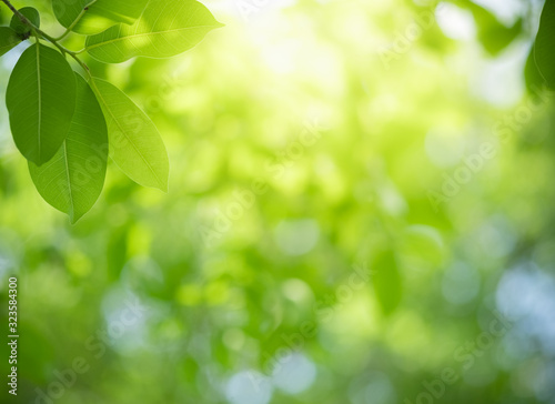 Beautiful nature view of green leaf on blurred greenery background in garden and sunlight with copy space using as background natural green plants landscape, ecology, fresh wallpaper concept.