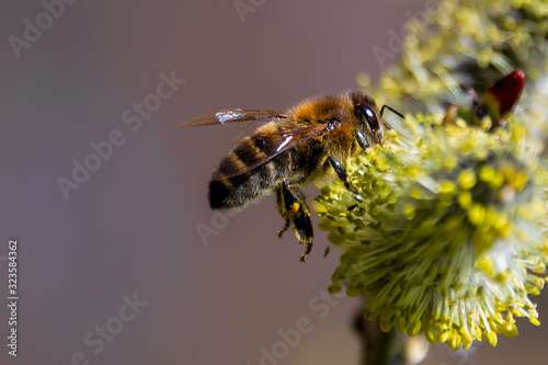 Bee collect nectar from flowering willow