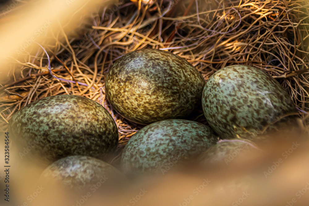 magpie eggs in the nest magpie eggs in the nest