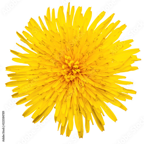 yellow dandelion isolated top view close up