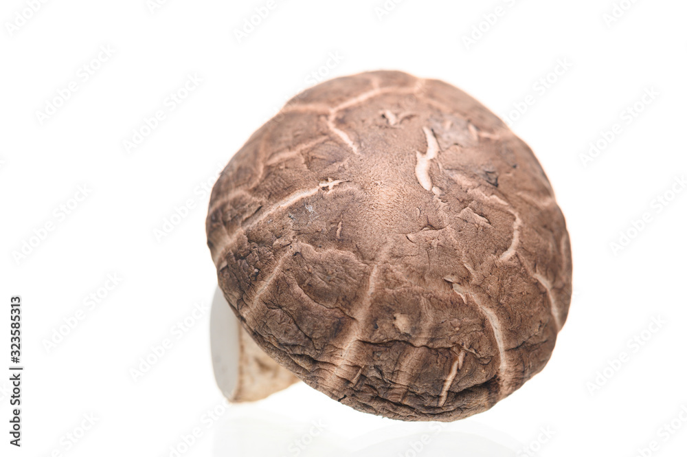 Shiitake mushrooms isolated on the white background. Shiitake mushrooms isolated on the white background.