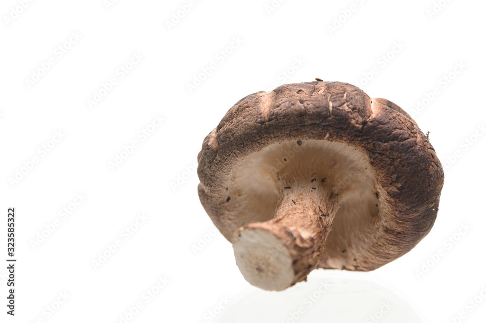 Shiitake mushrooms isolated on the white background. Shiitake mushrooms isolated on the white background.