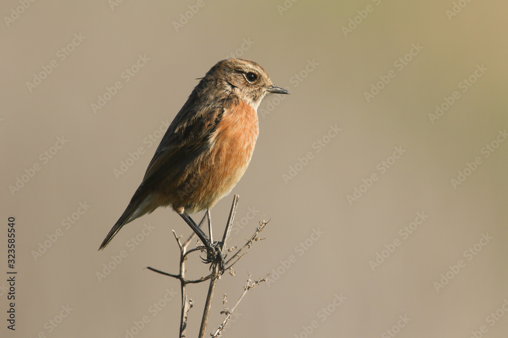 A female Stonechat, Saxicola rubicola, perching on the tip of a plant. It is hunting for insects to eat. 