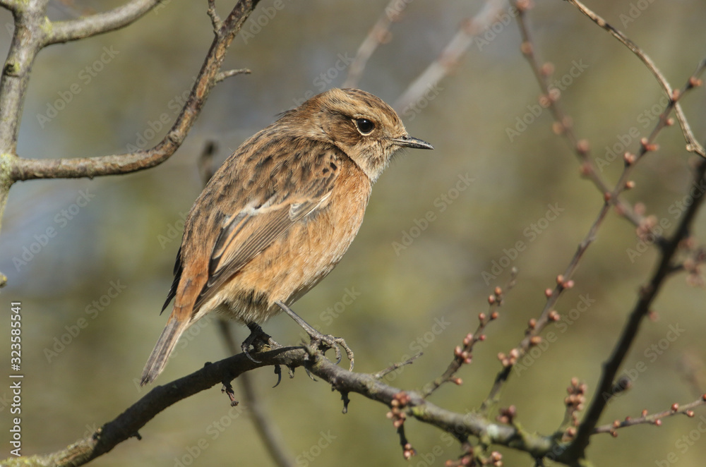 A beautiful female Stonechat, Saxicola rubicola, perching on branch of a Blackthorn tree. It is hunting for insects to eat. A beautiful female Stonechat, Saxicola rubicola, perching on branch of a Blackthorn tree. It is hunting for insects to eat.