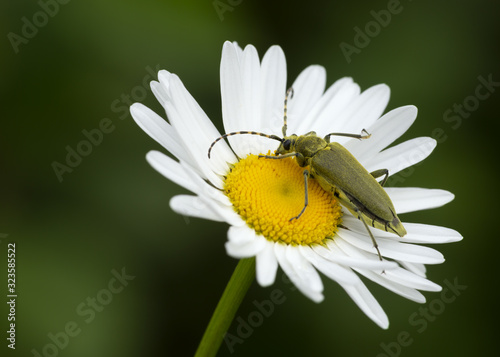 Long horn beetle, Lepturobosca virens on oxeye daisy