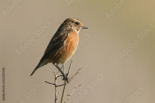 A female Stonechat, Saxicola rubicola, perching on the tip of a plant. It is hunting for insects to eat. 