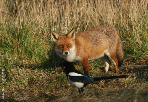 A magnificent hunting wild Red Fox, Vulpes vulpes, standing in a meadow next to a Magpie. © Sandra Standbridge