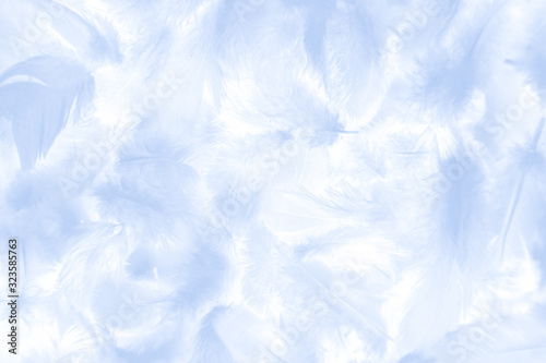 Beautiful abstract colorful white and blue feathers on white background and soft white feather texture on white pattern and blue background banners graphics