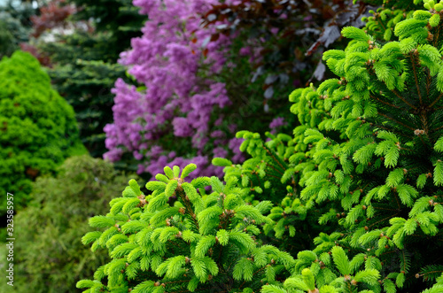 Fresh green buds on a spruce tree in a spring garden