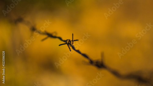 Rusty barbed wire. Detail shot.