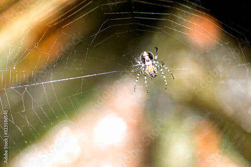 garden spider and the web 