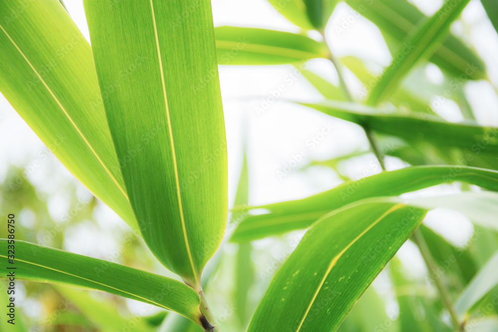 Green leaves at sky. Green leaves at sky.