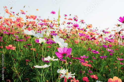 Colorful cosmos in winter.