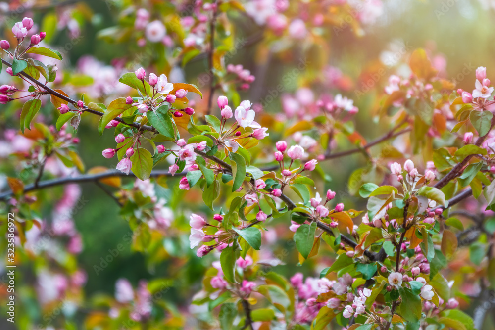 Fresh pink flowers of a blossoming apple tree in sunset light Fresh pink flowers of a blossoming apple tree in sunset light