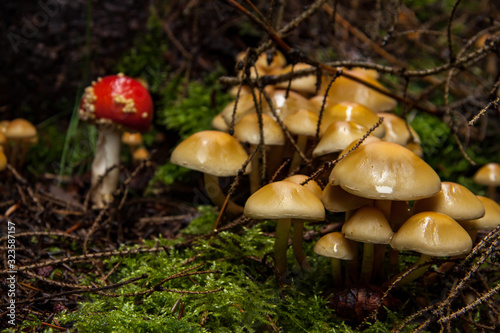 autumn is mushroom season