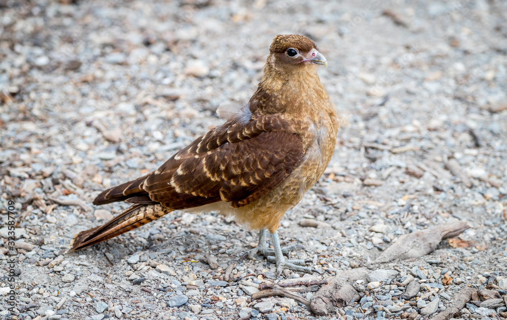 Obraz premium A Chimango caracara 