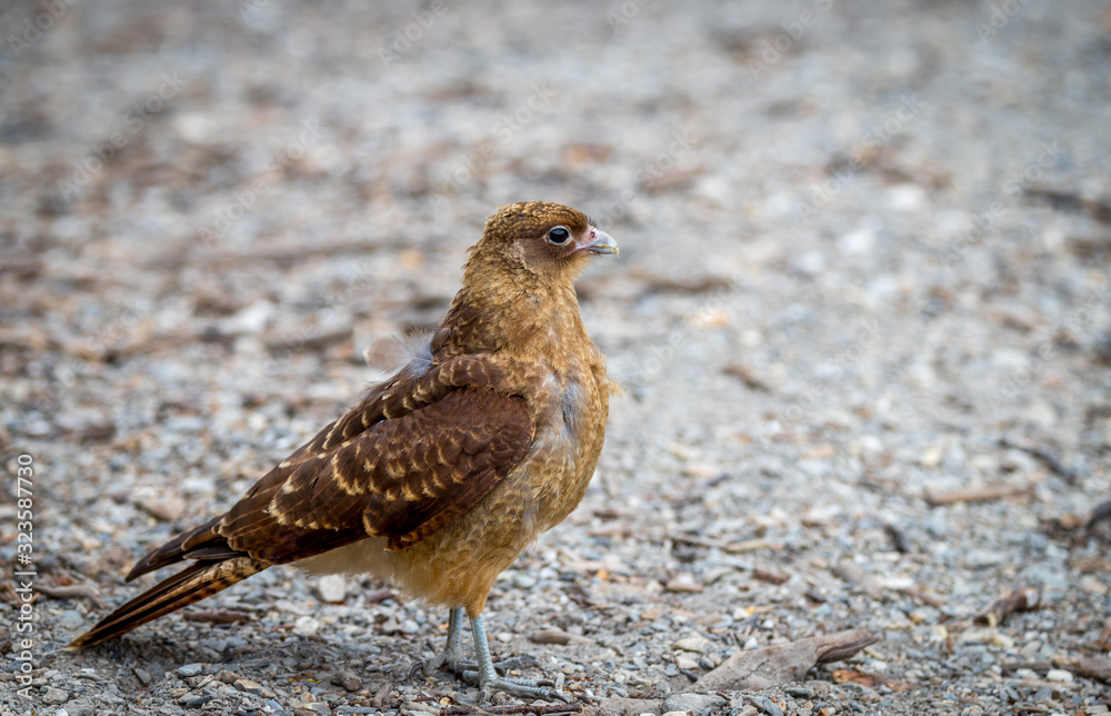 Fototapeta premium A Chimango caracara 