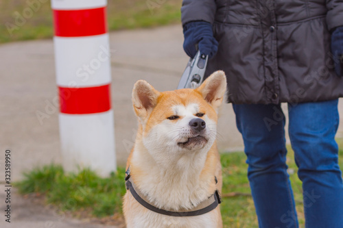 ein japanischer Hund Shiba schaut neugierig