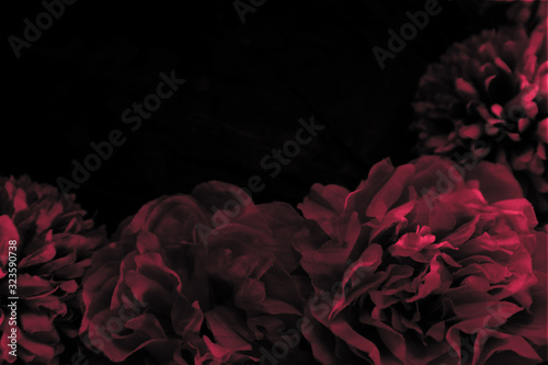 Fototapeta Naklejka Na Ścianę i Meble -  Beautiful abstract color pink and red flowers graphic on black background and light black and pink flower frame and pink leaves texture, dark background, red banner happy valentine