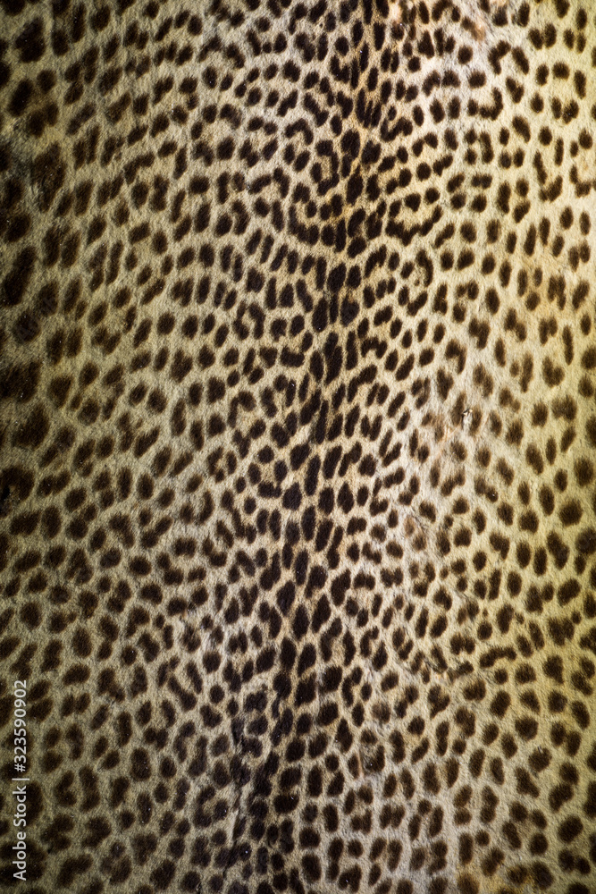 Leopard Fur with Beautiful Pattern! Leopard Fur with Beautiful Pattern!
