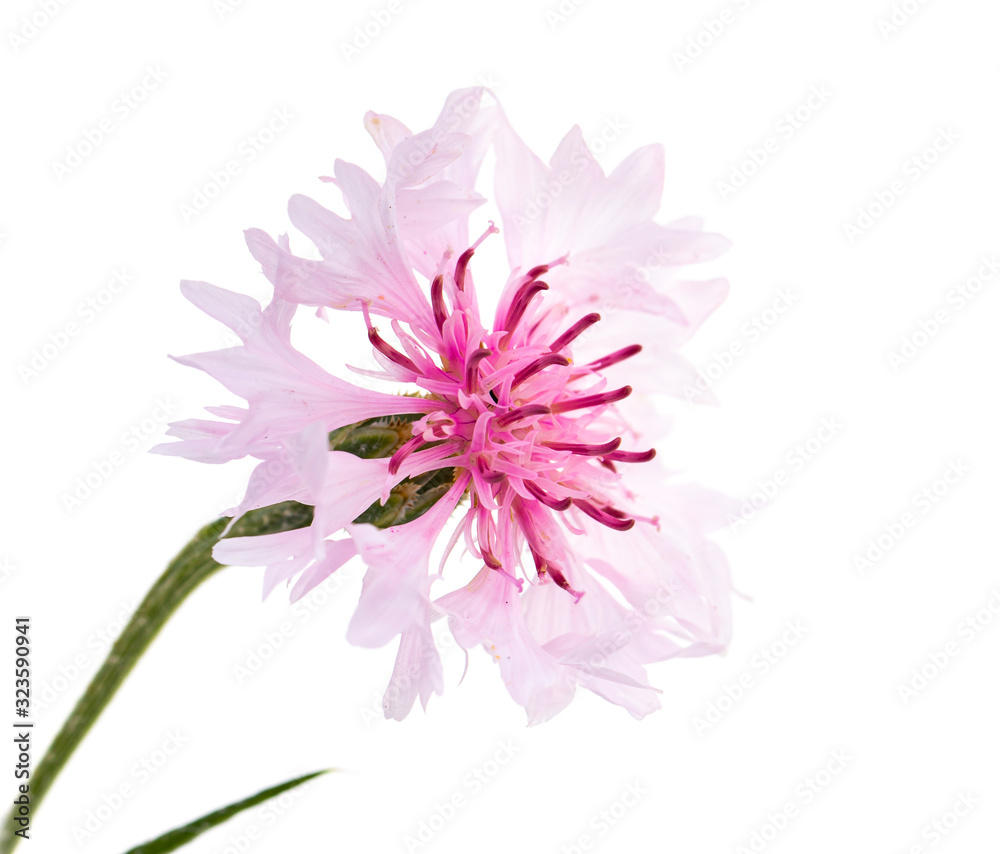 pink cornflower flower on a white background