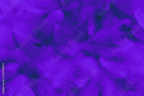 Beautiful abstract colorful black and purple blue feathers on black background and soft blue feather texture on dark pattern and blue background, colorful feather, purple banners © Weerayuth