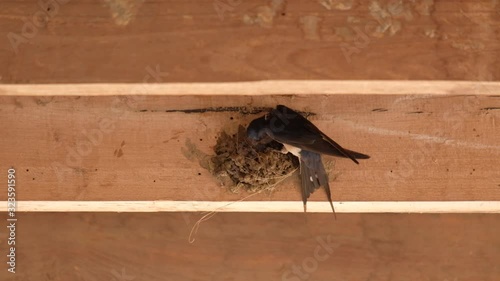 The swallow is building a nest.