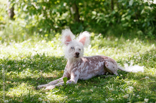 Photos Chinese crested dog on green grass, summer spring season pet relax outddoor, cop