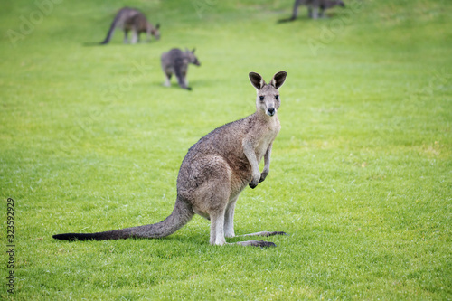 wild juvenile eastern grey kangaroo with other kangaroos from its mob in the back ground.