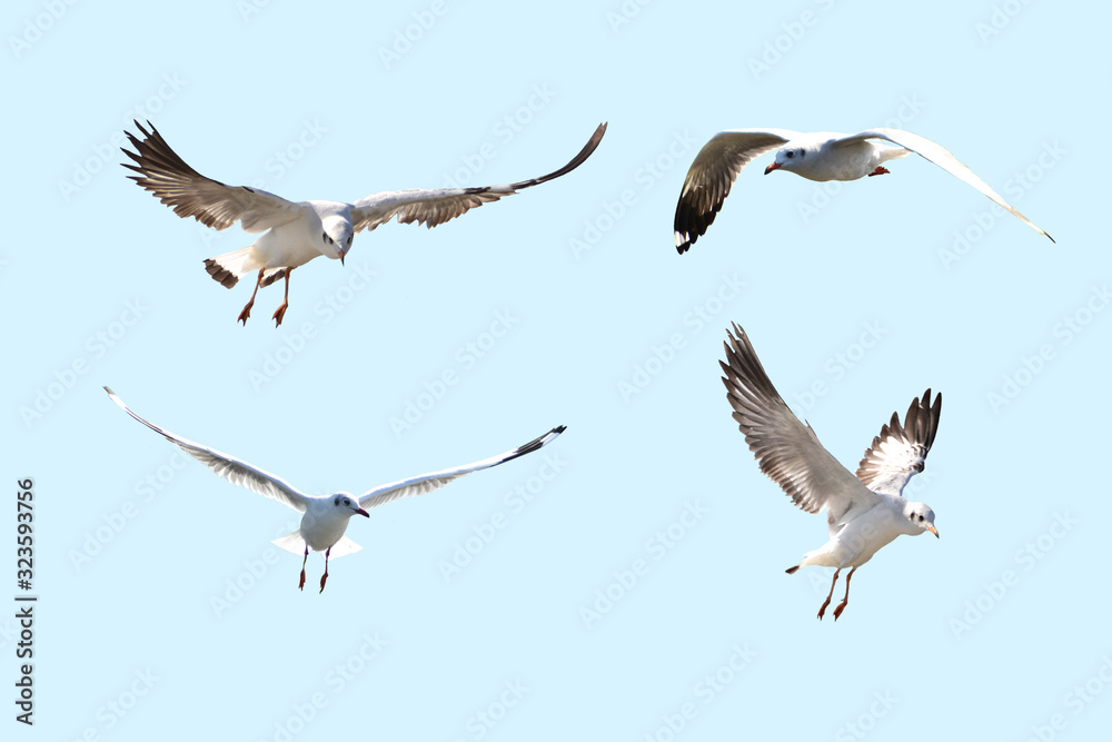 Naklejka premium Seagull on a blue background, many styles,with clipping path