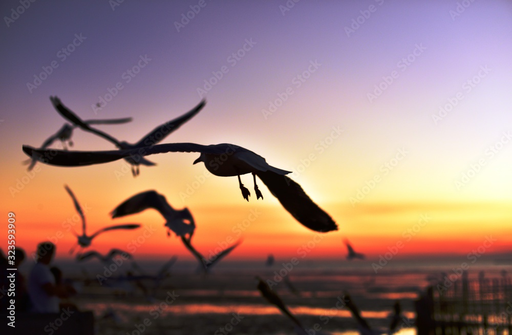 A group of seagulls flying in the colorful sky of the sea before dusk A group of seagulls flying in the colorful sky of the sea before dusk