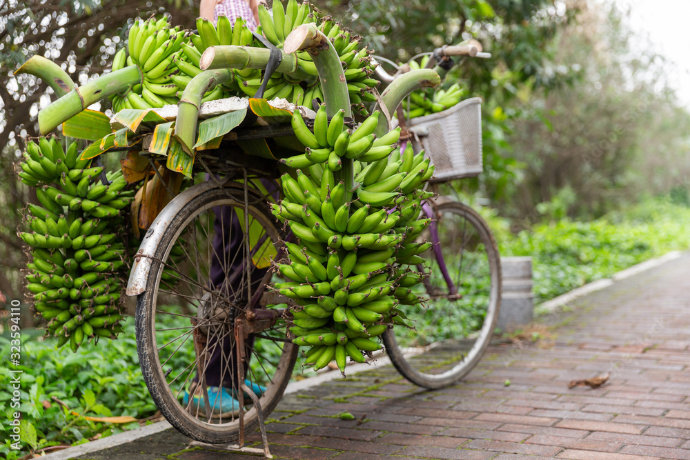 Farmers carrying a bunch of green bananas with bicycle.
